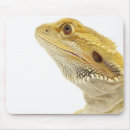Search for one animal electronics Indoors