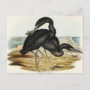 Search for vintage heron postcards Nature