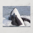 Search for orca the whale postcards Ocean