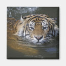 Search for panthera magnets Animal