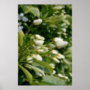 Search for aztec posters Floral