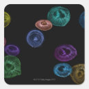 Search for multi coloured stickers Wildlife