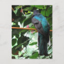 Search for black feathers postcards Beautiful