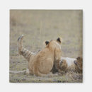 Search for leo magnets Wildlife
