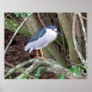 Search for breeding posters Bird