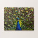 Search for peacock puzzles Colorful