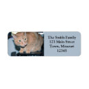 Search for rescue cats return address labels Pet