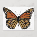 Search for butterfly postcards Girly