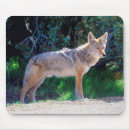 Search for coyote electronics Canis latrans