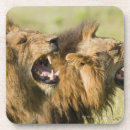 Search for anger barware Wildlife