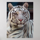 Search for tiger eyes posters Bengal
