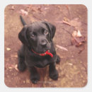 Search for black lab stickers Animal