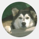 Search for alaskan malamute stickers Dog