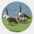 Search for gosling stickers Nature