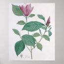 Search for etching posters Botanical