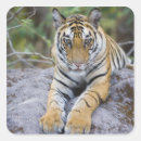 Search for tiger cub stickers Animals