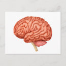 Search for human brain postcards Communication