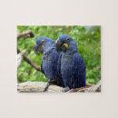 Search for hyacinth puzzles Macaws