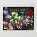Search for mulberry postcards Berries