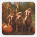 Search for vizsla stickers Thanksgiving