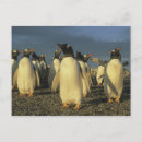 Search for falkland postcards Wildlife