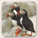 Search for puffin coasters Atlantic ocean
