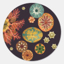 Search for orange fish stickers Black