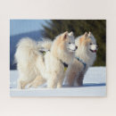 Search for samoyed puzzles Pet