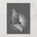 Search for julia postcards Butterfly