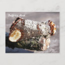 Search for moths postcards Butterfly