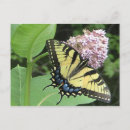 Search for swallowtail butterfly postcards Yellow