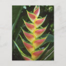 Search for orange color postcards Colorful