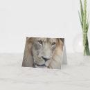 Search for lion pride cards Animal