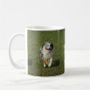 Search for merle mugs Puppy