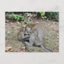 Search for small monkey postcards Monkeys