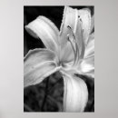 Search for bw posters Black