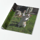 Search for predater wrapping paper Cat