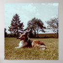 Search for rough collie posters Canine
