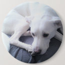 Search for lab dog badges Cute