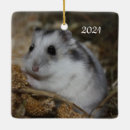 Search for gerbil home living Animal