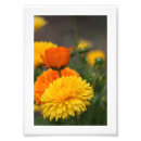 Search for orange daisy posters Photography