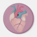 Search for anatomically magnets Anatomy