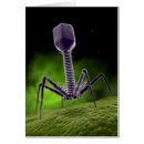 Search for bacteriophage Bacteria