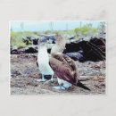 Search for booby postcards Blue