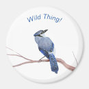 Search for blue jay magnets Wildlife
