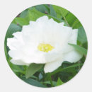 Search for peony flower stickers White