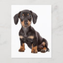 Search for dachshund puppy postcards Puppies