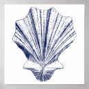 Search for scallop posters Nature