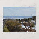 Search for bighorn sheep postcards Wildlife