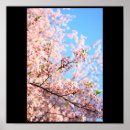 Search for cherry blossom anime posters Manga